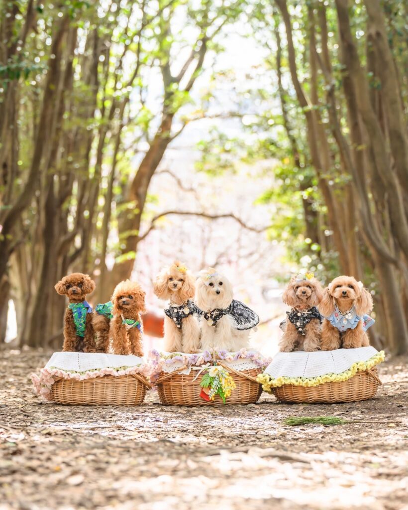 dog-photo