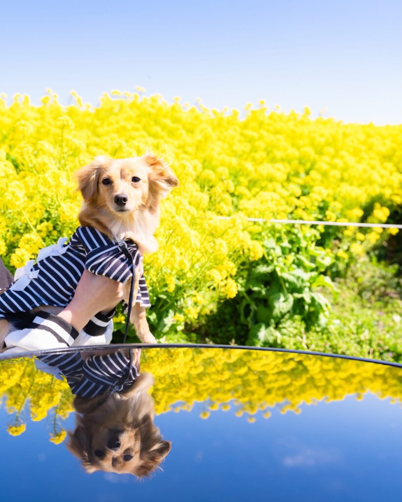 dog-photo