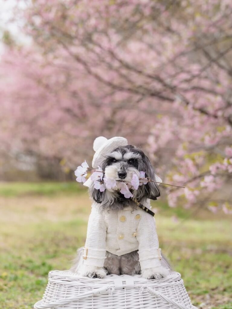 dog-photo